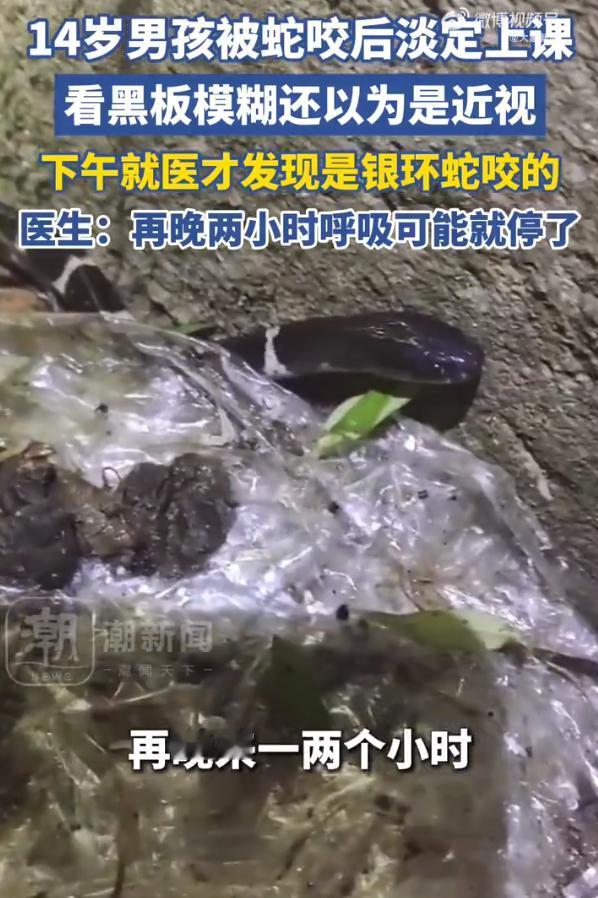 惊魂一刻！广州十四岁男孩被银环蛇咬后淡定上课，视力模糊以为是近视，真是少年心性勇