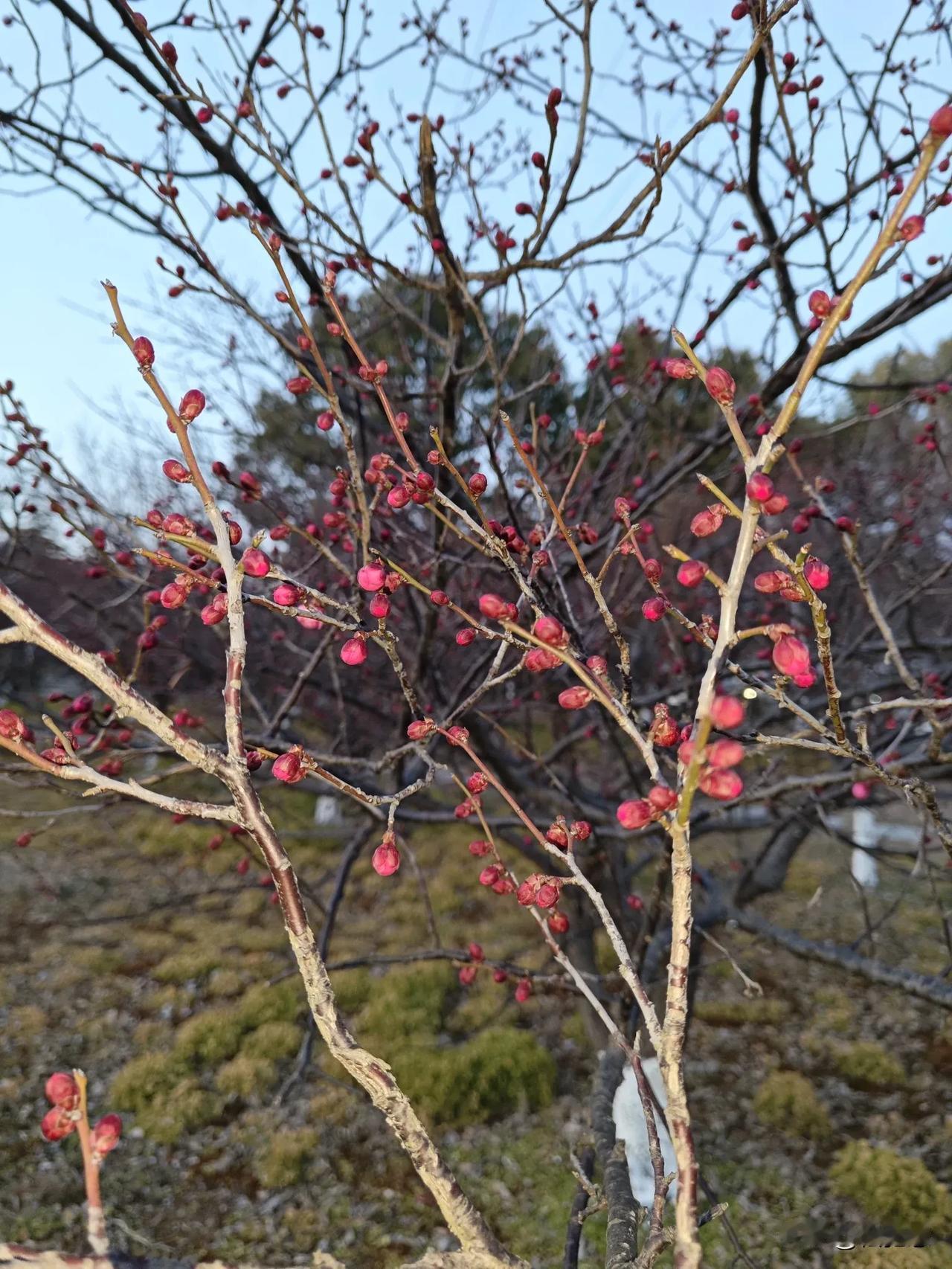 梅花树