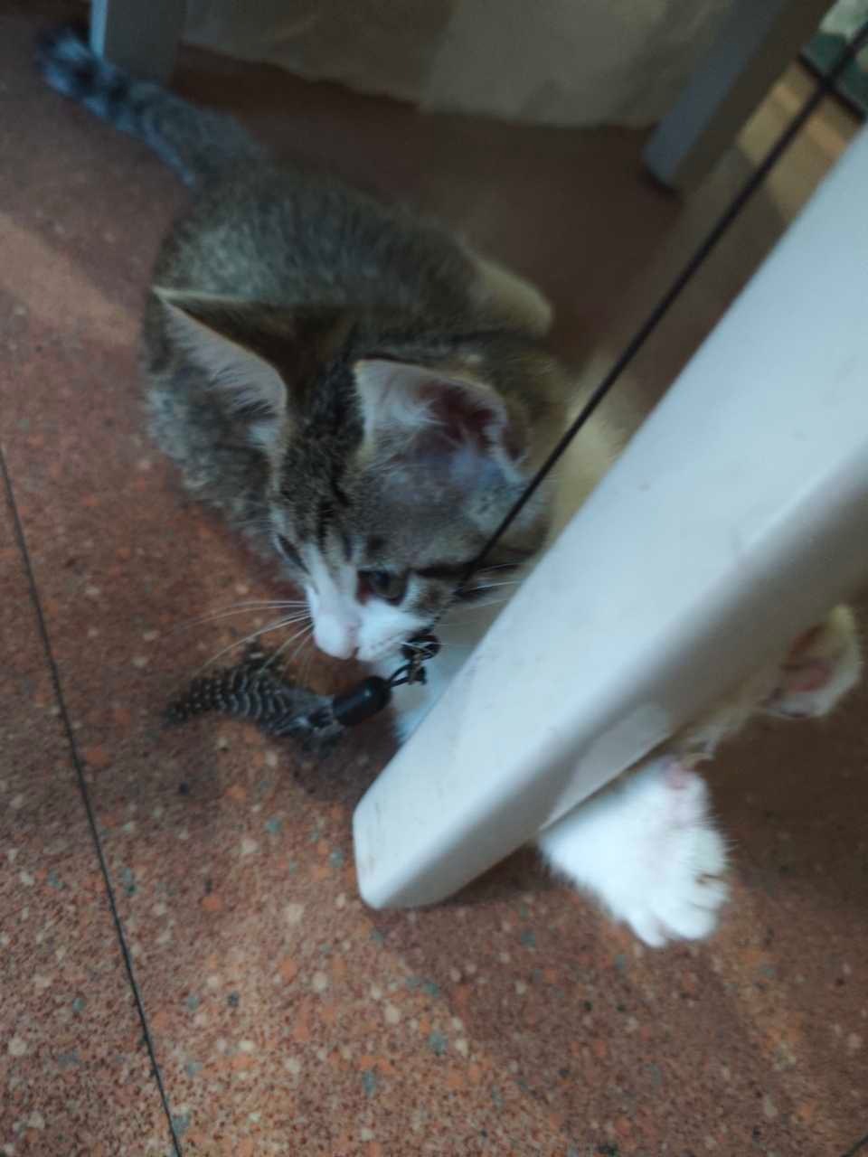 15175只狸谁是逗猫棒之王一目了然 