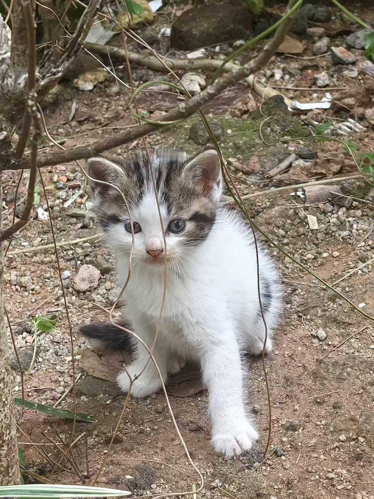 珠海，流浪猫妈妈一家求领养

猫妈妈和3只小猫仔，猫妈妈应该也就1-2岁左右，靠