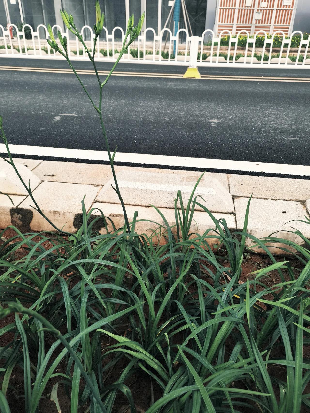 这个花叫什么名字，用你们的家乡话说！现在没有完全开。