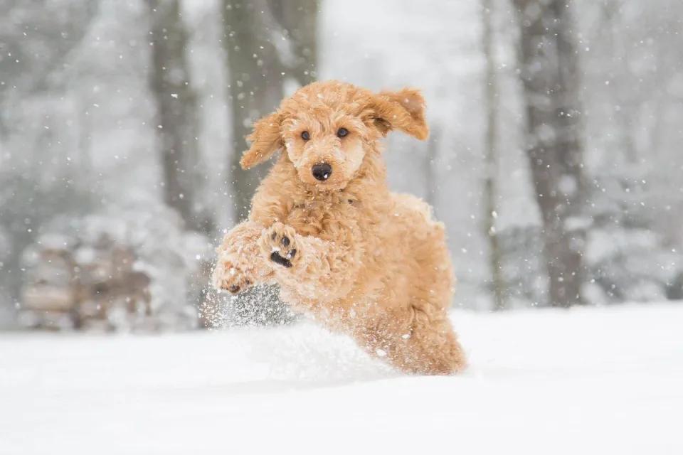 雪地里可以遛狗吗？确保宠物在冬季散步时安全的 8 种方法
莫莉阁

您想带着您的