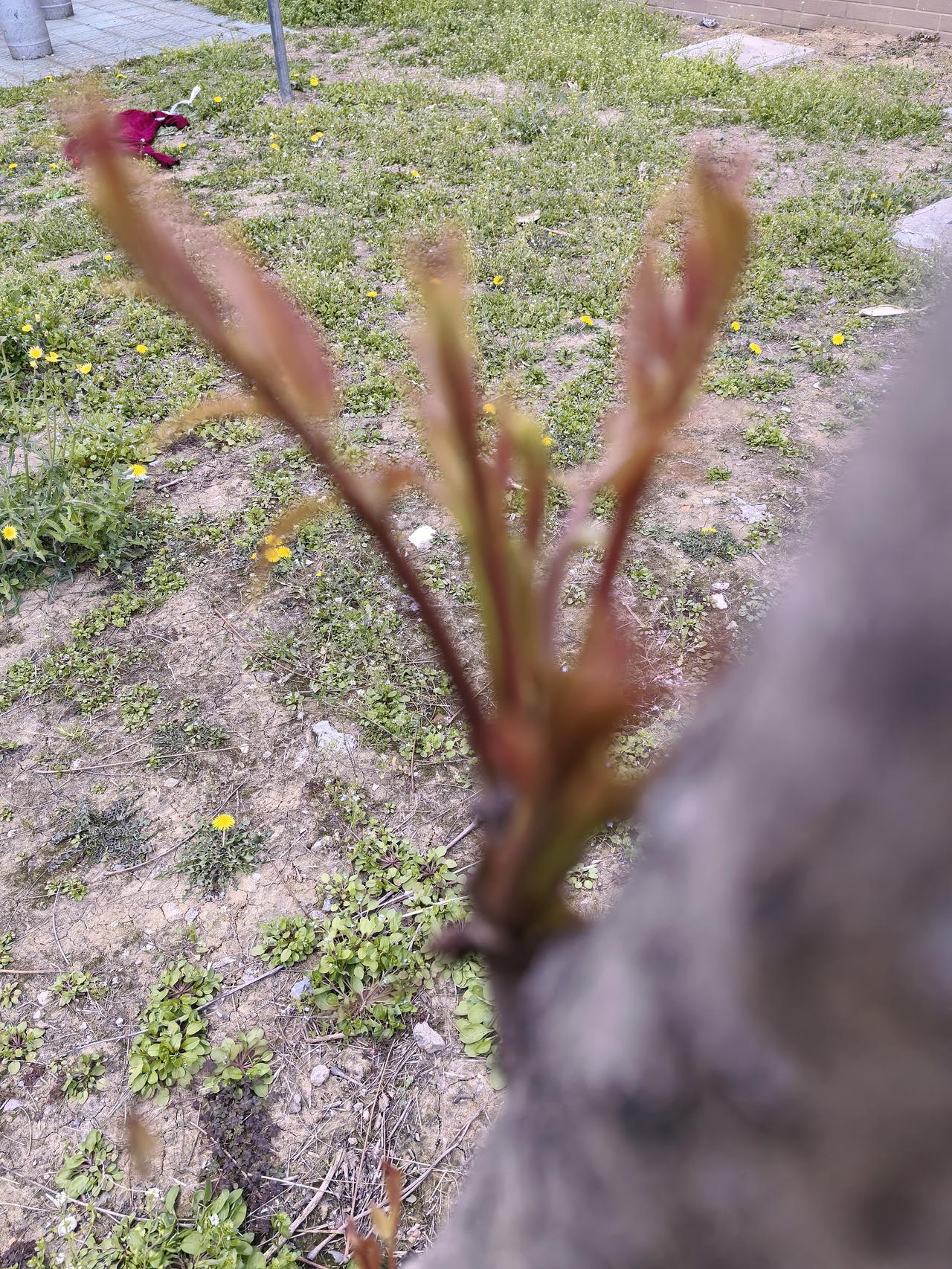 下图是什么芽？能猜出来就送给你！