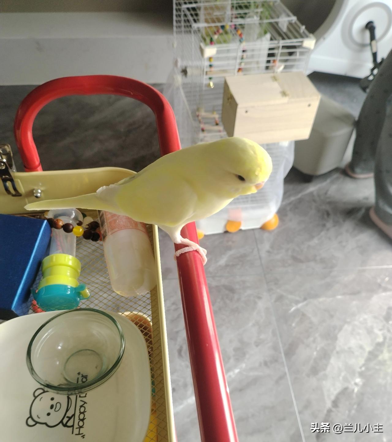 今天周日，我照例去闺女家看看，本打算我们一起出去爬山的，但是早上起来雾蒙蒙的，连