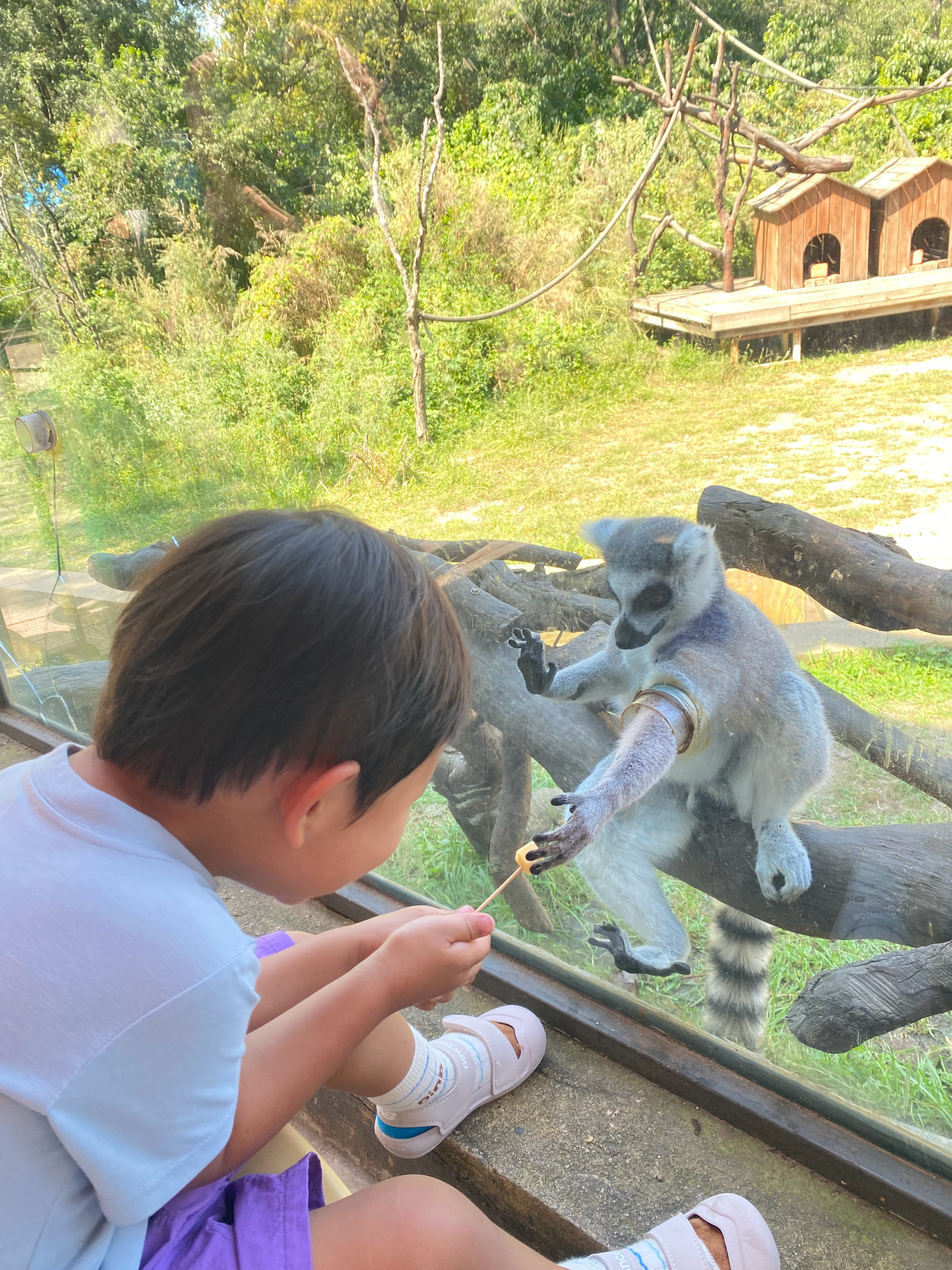 今天小孩去动物园了，乐得比猴还开心🐒 ​​​