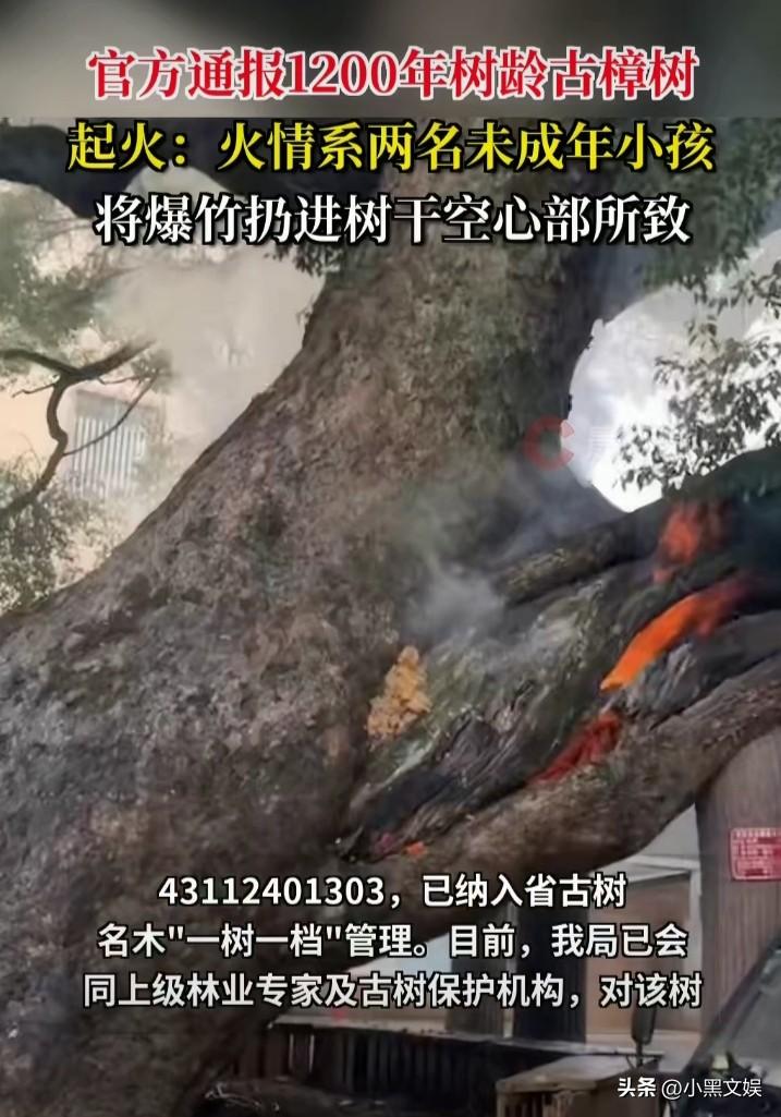 1200年古树被两个熊孩子扔爆竹烧毁！
1200年见证了多少代人，没想到居然毁于