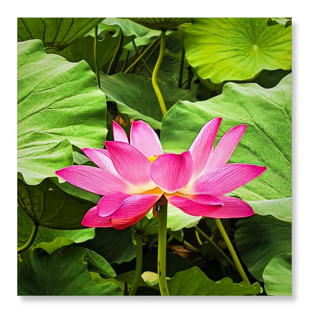 夏至荷韵浓8月9日，北京动物园拍荷花
