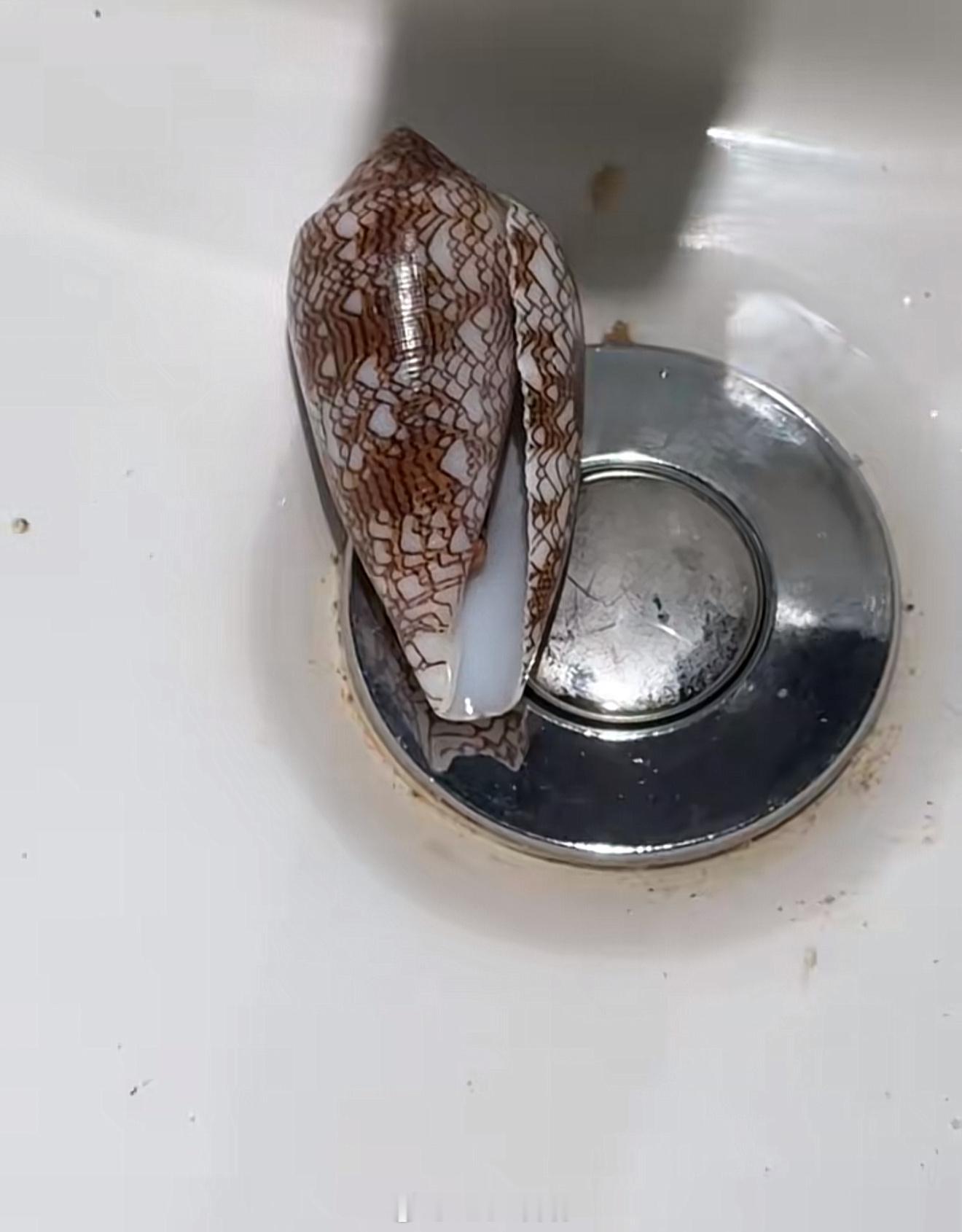 女网红海边徒手捡起致命鸡心螺我一直以为海里的螺都是可以吃的[允悲]还是有一个说法