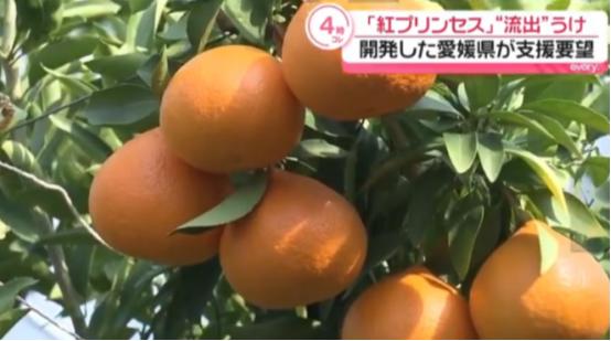 日本农业界彻底炸锅了！他们要中方停止栽培新柑橘，认为种子被走私出境，将赴华收集所