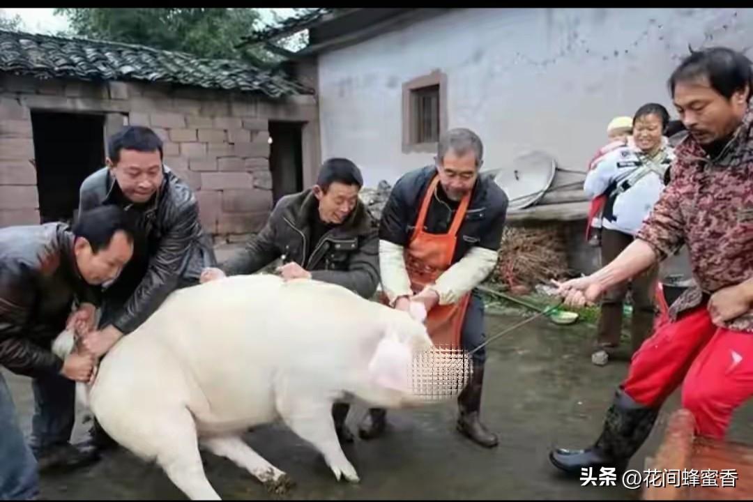 重庆合川杀猪宴的热闹氛围你喜欢吗重庆合川杀猪宴满是烟火气，现宰现烹鲜香扑鼻，邻里