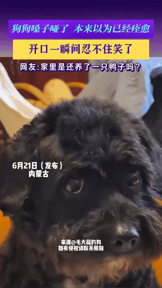 本以为狗狗嗓子沙哑彻底养好，结果一张嘴直接破功。往日清脆的狗叫声消失不见，取而代