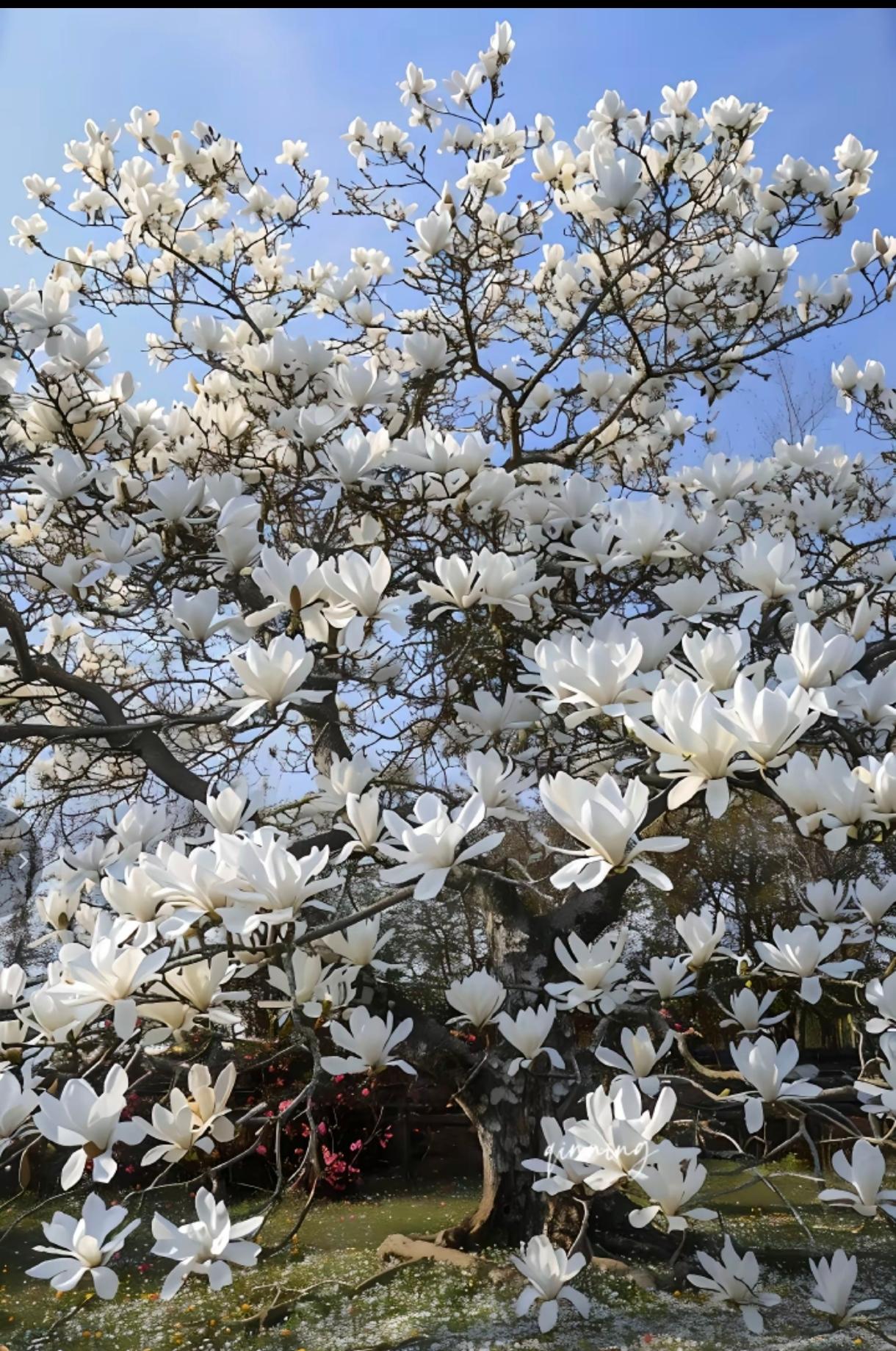 随变一拍都很夯