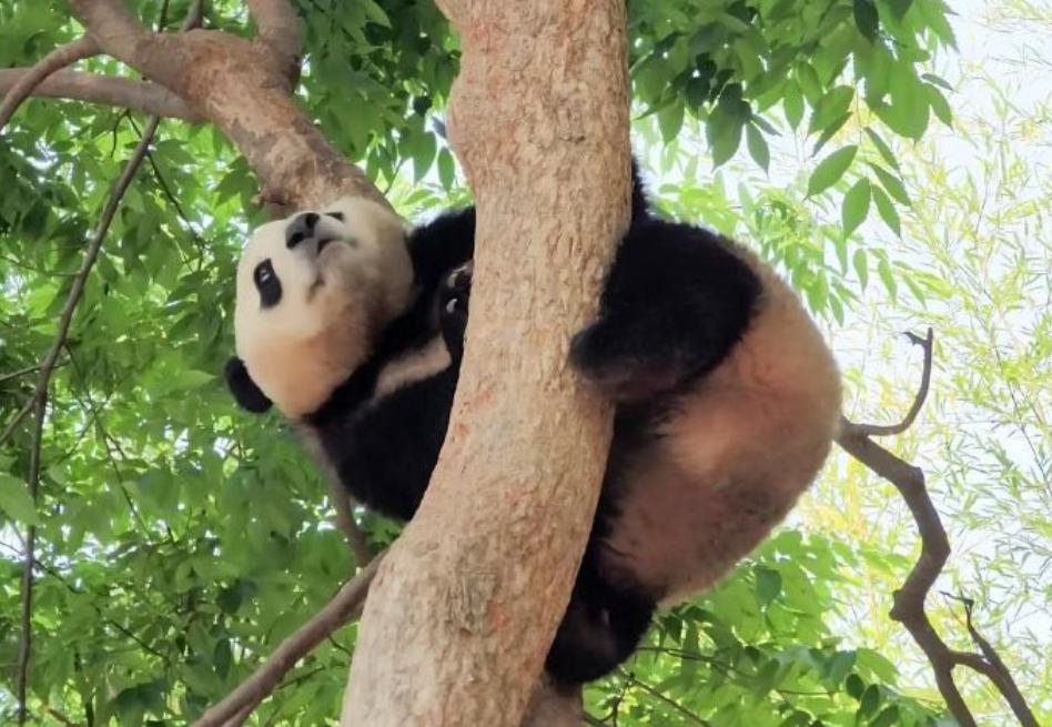 全场姨姨们看着都捏出冷汗的 “树上杂技秀”？这只胆大包天的熊猫福宝，直接把树枝当