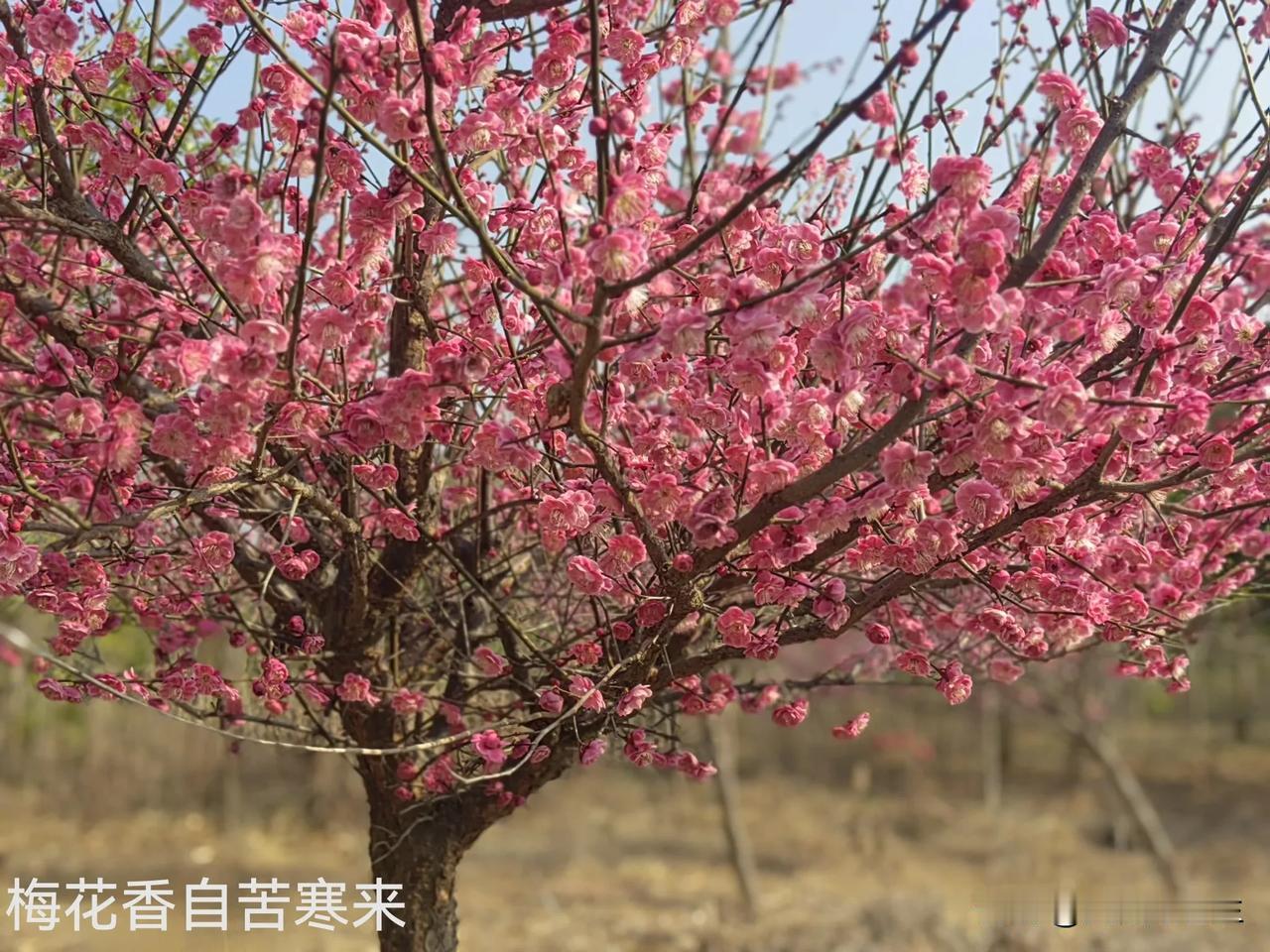 “惊蛰”到了，倒春寒？

前天气温最高29℃穿短袖，今天最高气温却只有7℃又换上