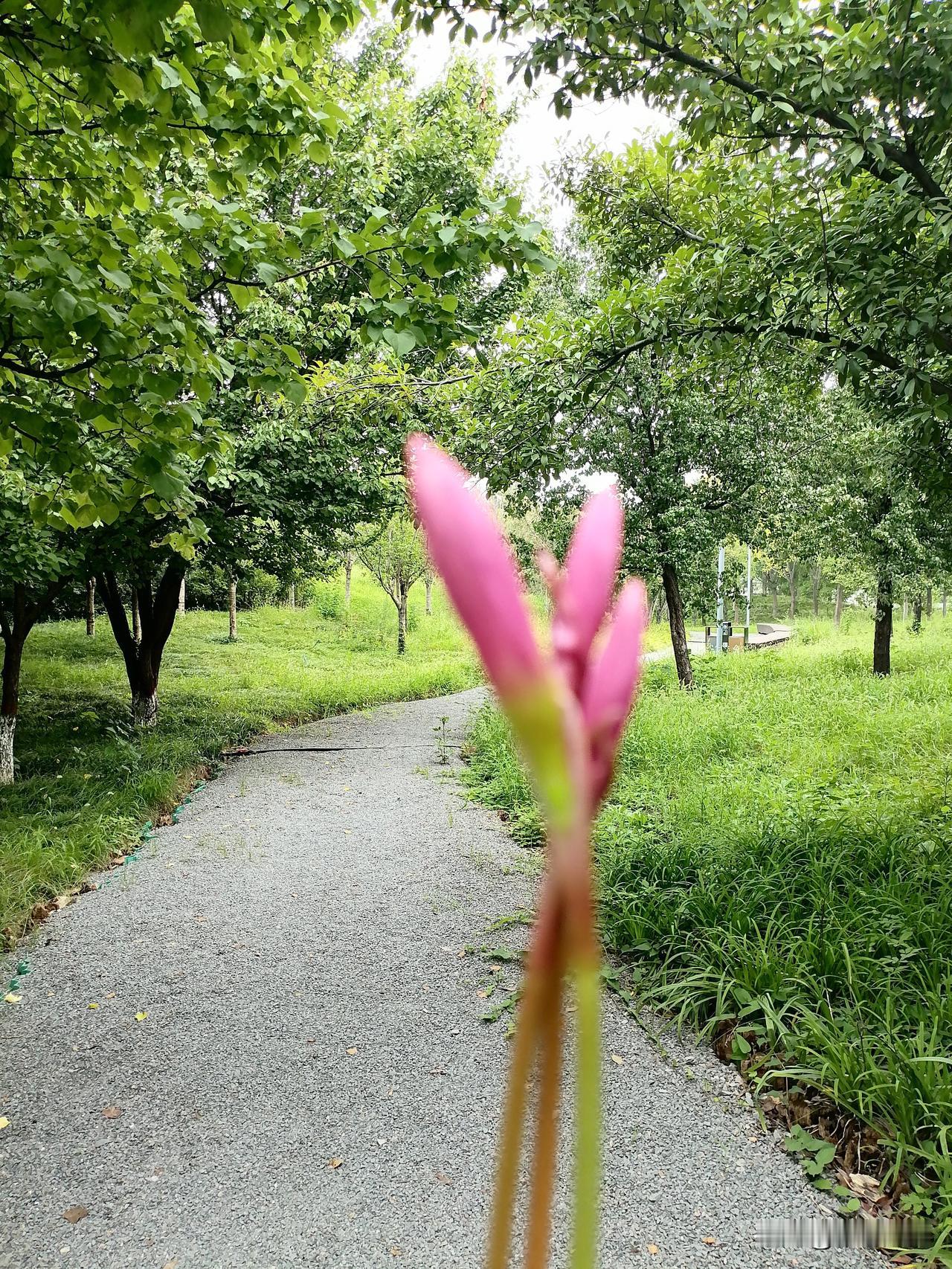 发一张图片，让我猜出你在哪里拍的一片绿油油的景色，到处是蝉鸣鸟叫，这条小路可谓是