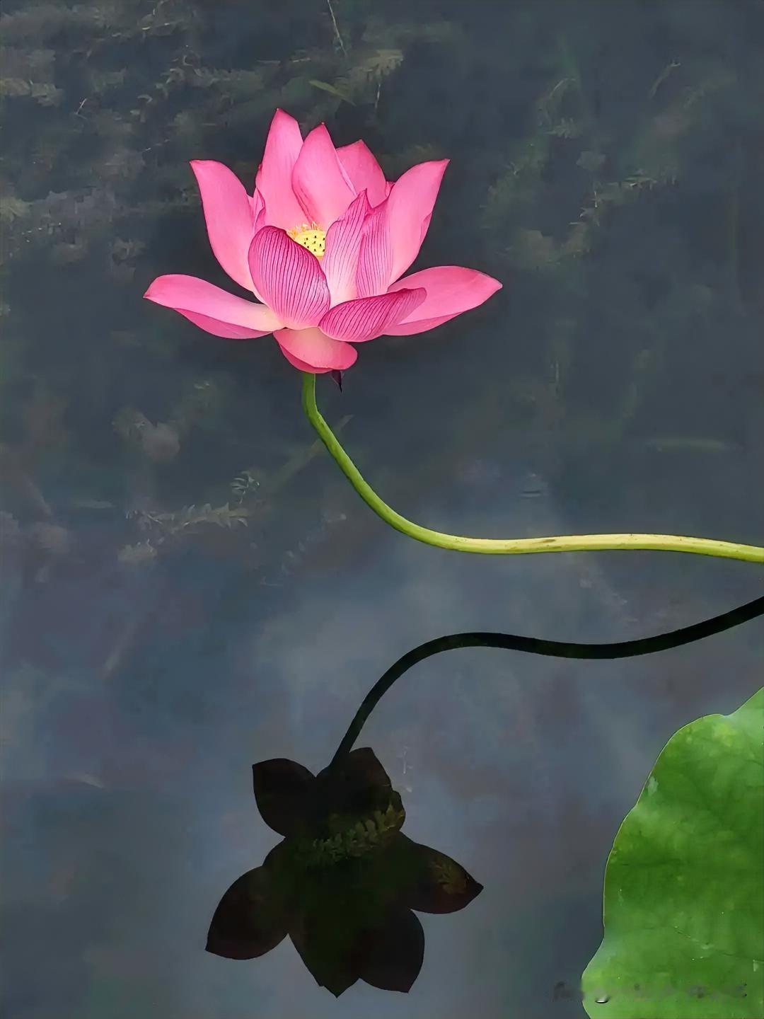 下联：心如古井坐莲花
上联：有请雅士[玫瑰][玫瑰][玫瑰]