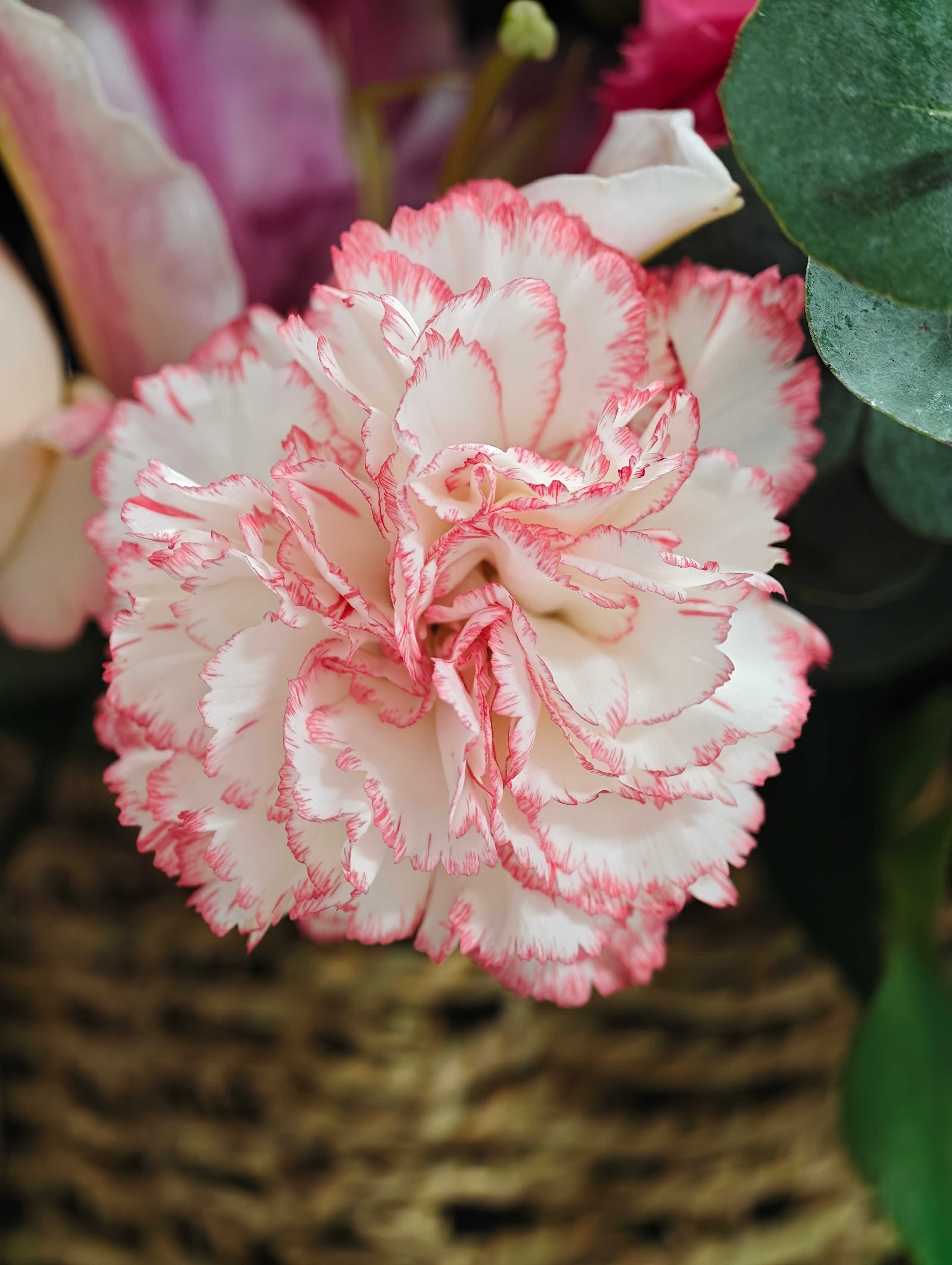 还是花花好看(ʘᴗʘ✿) ​​​