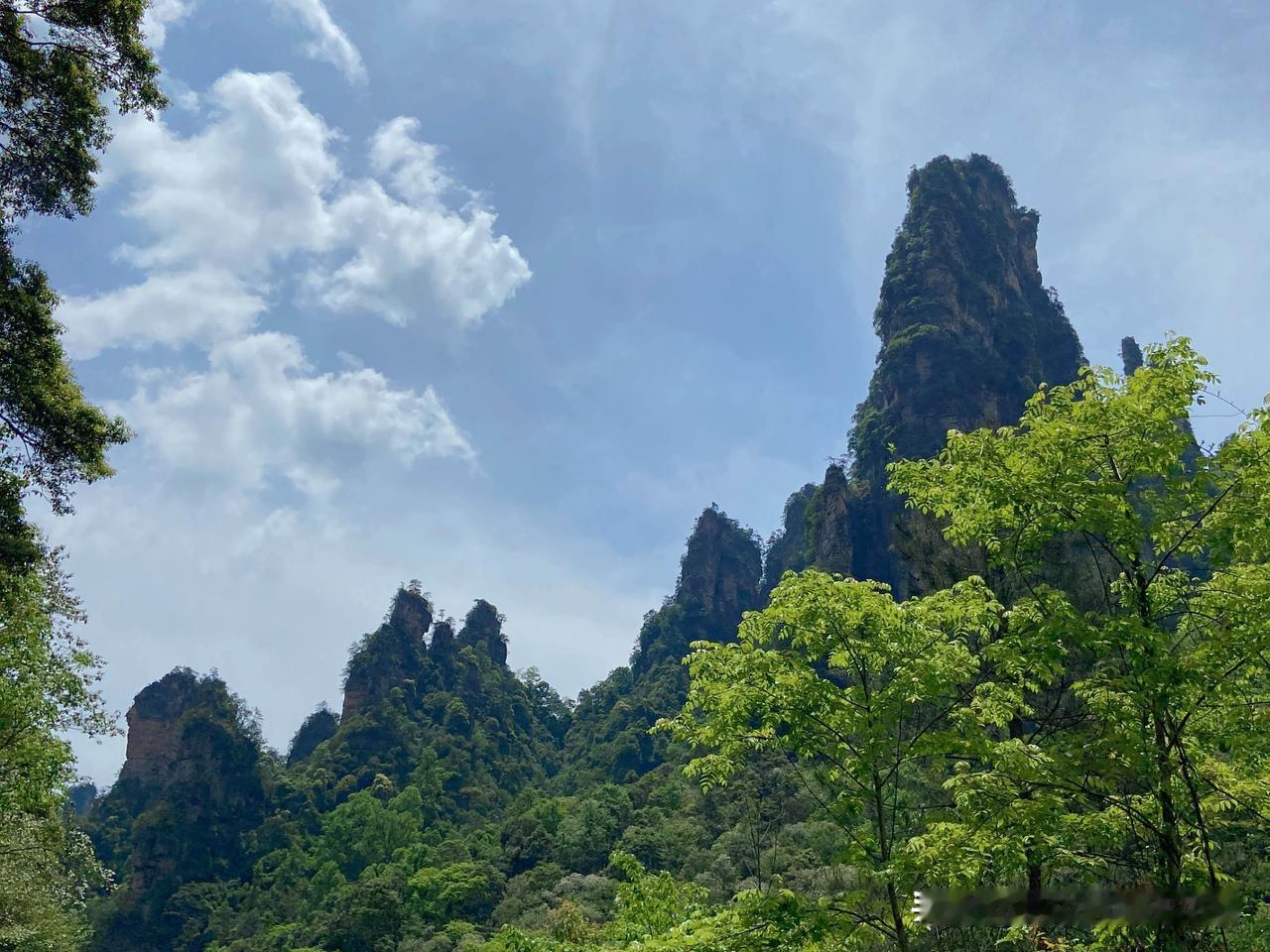 今天钻进了张家界的山坳里，抬头全是直插云里的峰林，绿得晃眼。
风裹着树叶的清香扑