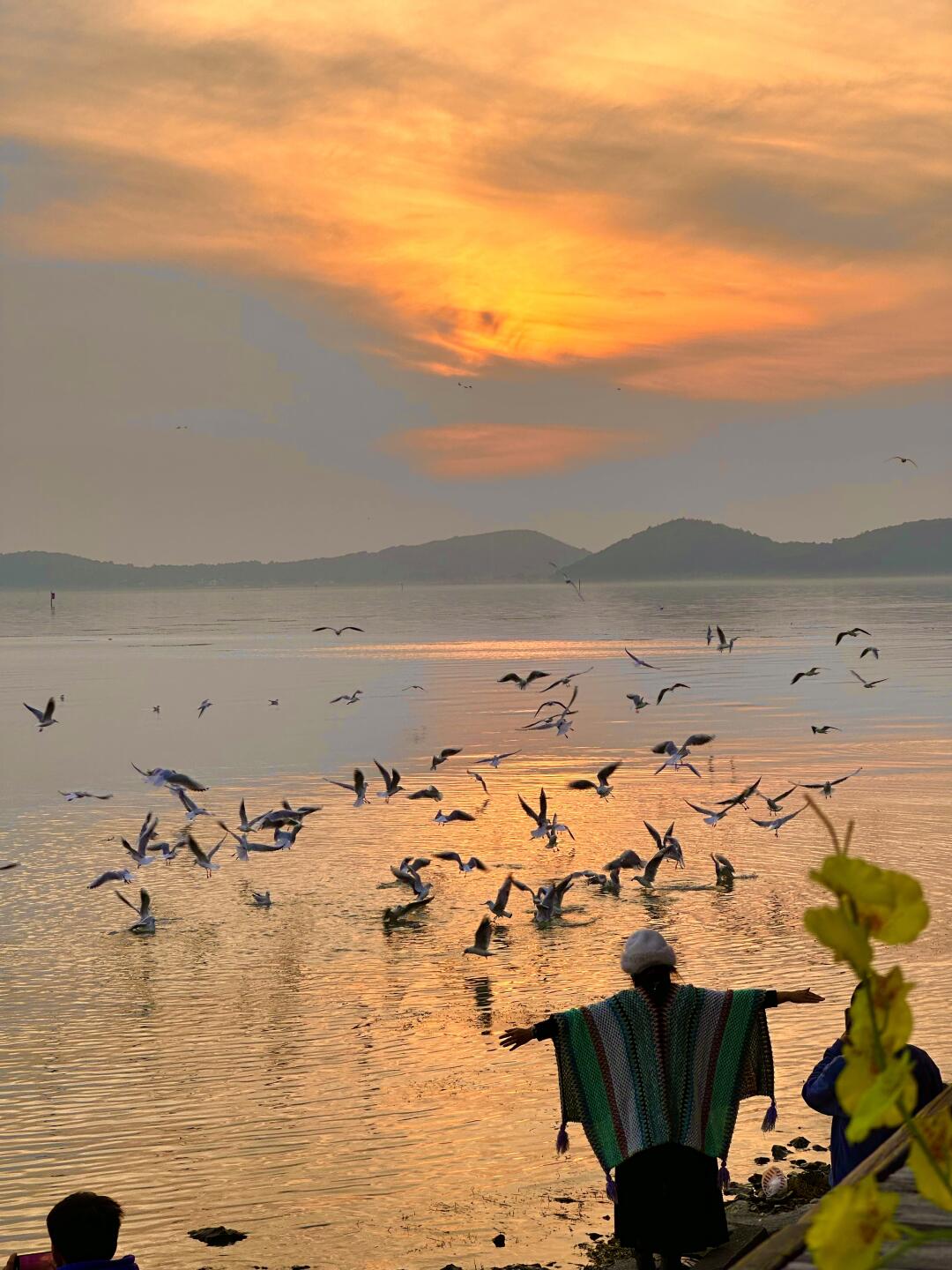 12.18live实拍❗️我就说苏州能喂海鸥吧‼️