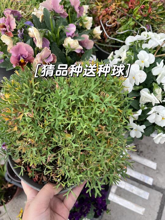 来猜