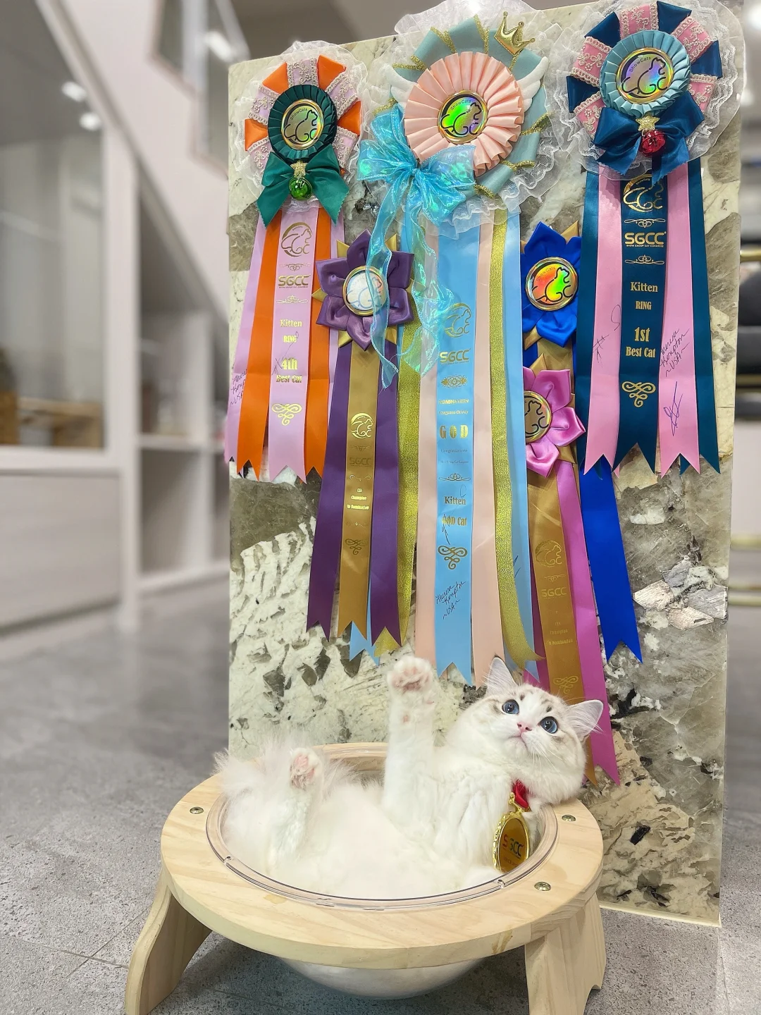 梦中情猫就是长这个样子哒❤️