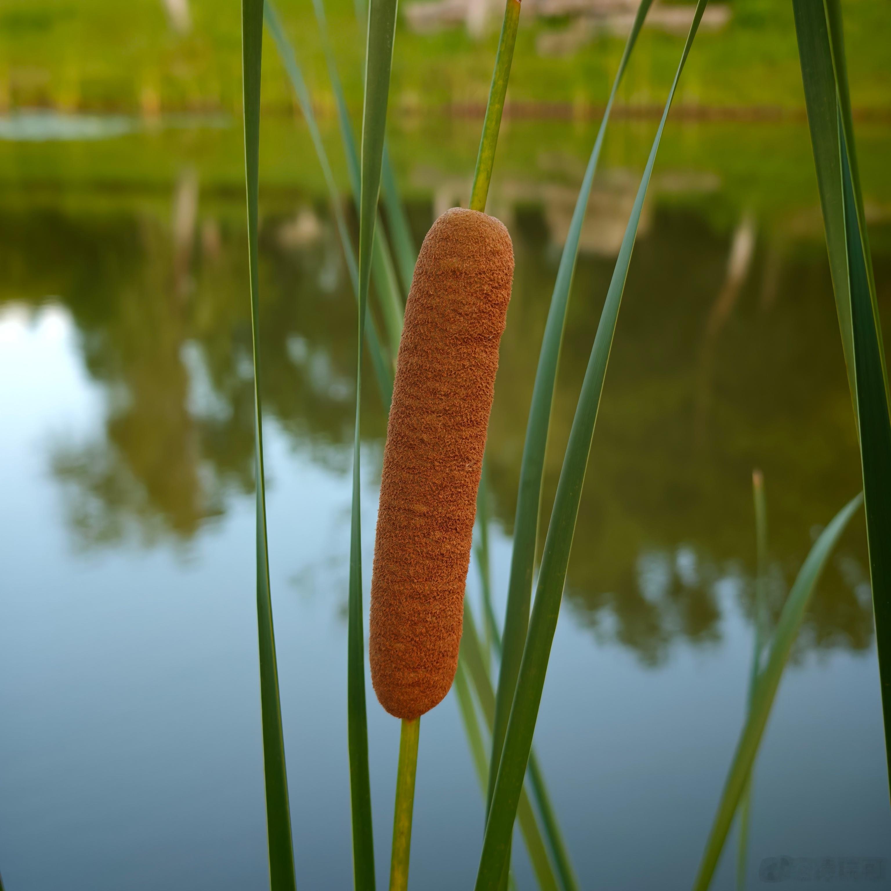 新出炉的热狗🌭 