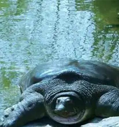 苏州动物园那只百岁斑鳖“苏苏”终于结束冬眠出来晒太阳了。作为全国唯一的独苗，它也