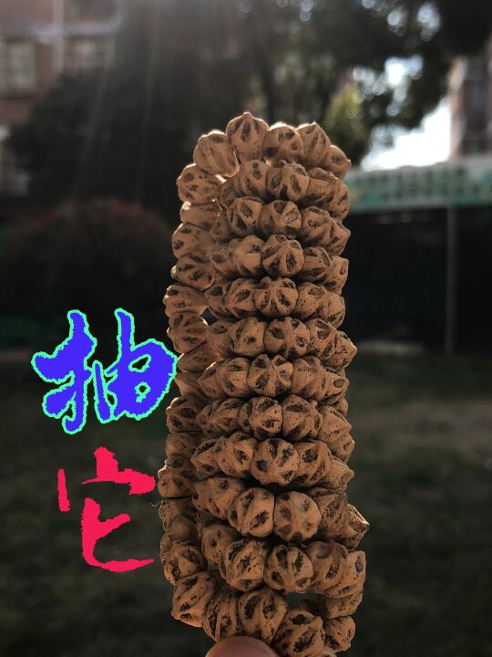 新年首🐍抽🐍特殊款侏罗纪