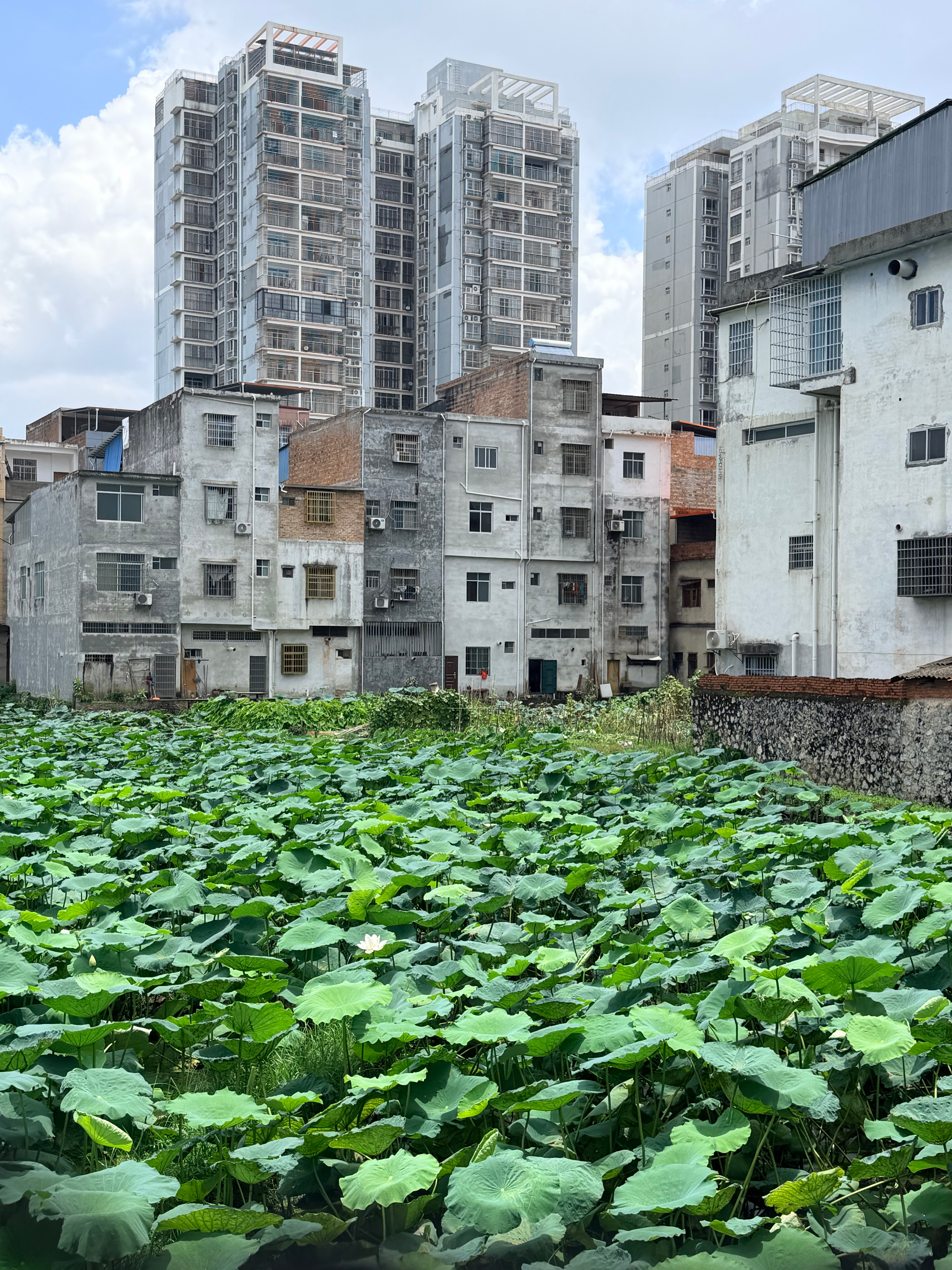 许久未曾闻到莲花的清香等候孩子游泳的间隙望向窗外满池荷叶开得很是繁茂朵朵荷花悄然