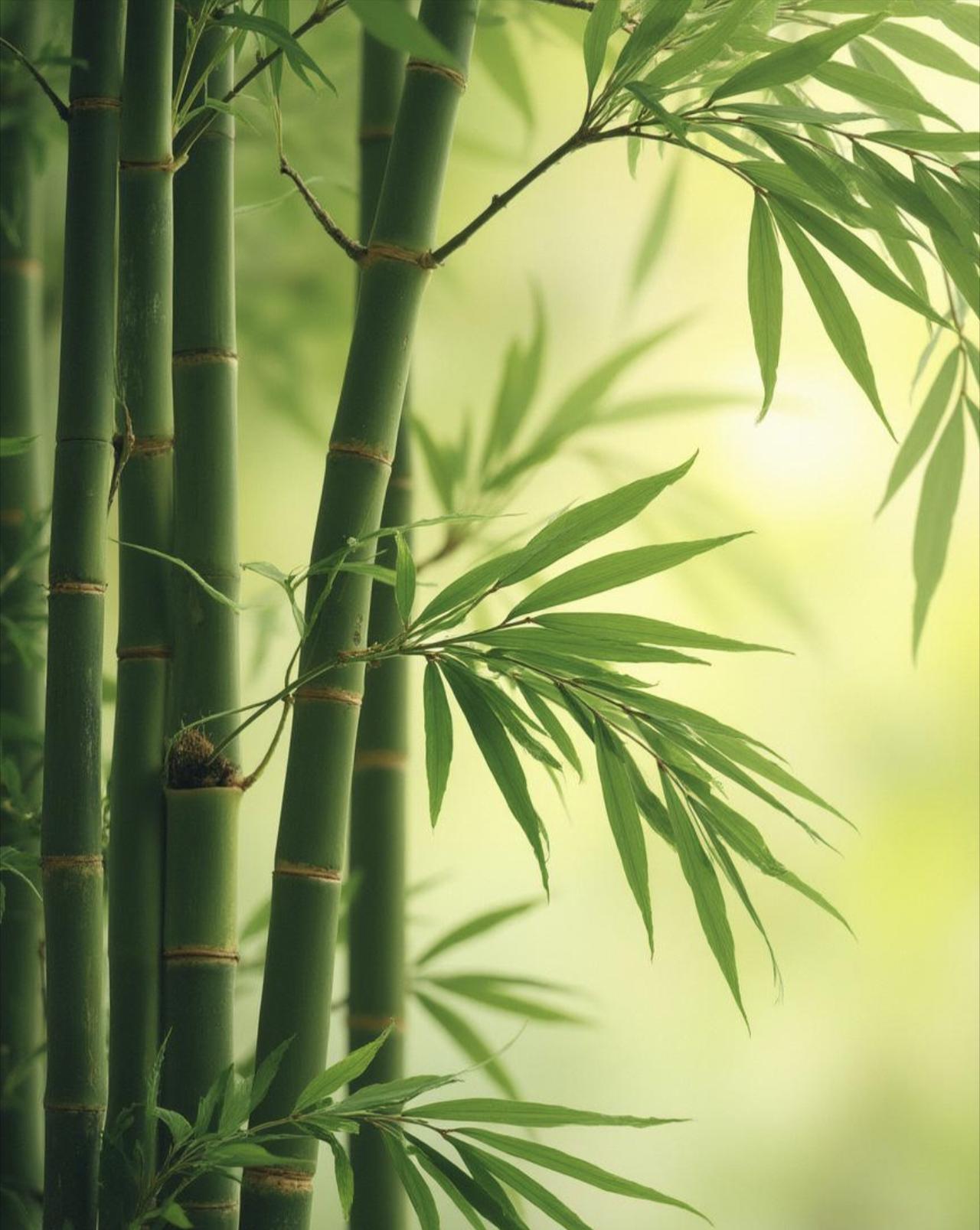 散文‖竹子的品格

我特别喜欢一年四季翠绿翠绿的竹子，便从几十里外老家院子里的竹