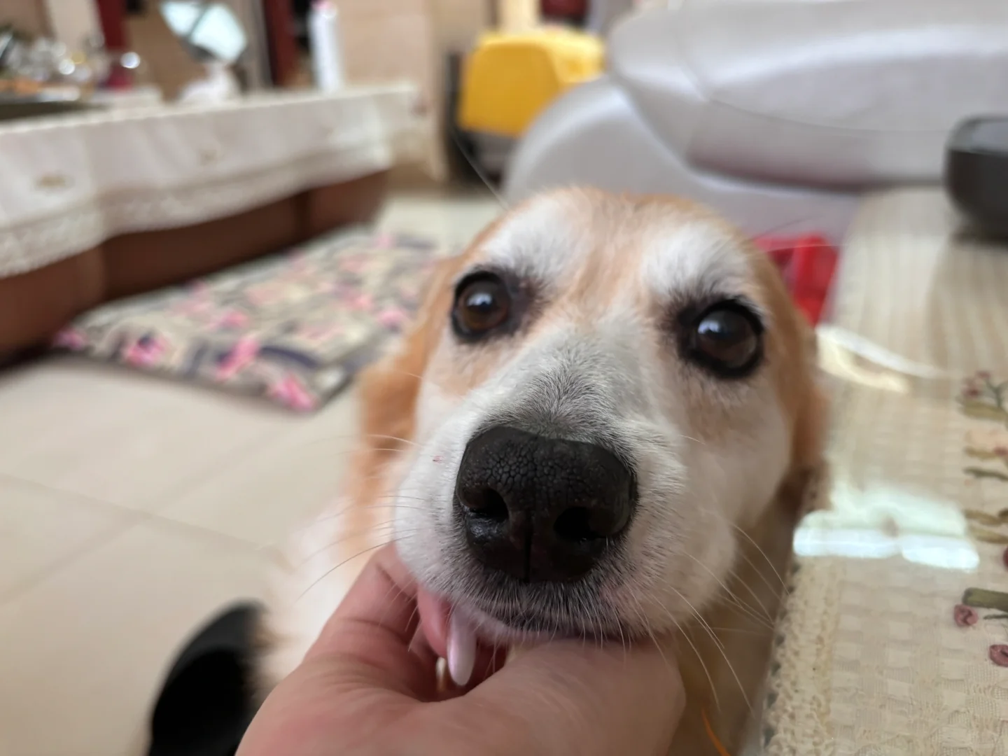 小肉嘴嘴