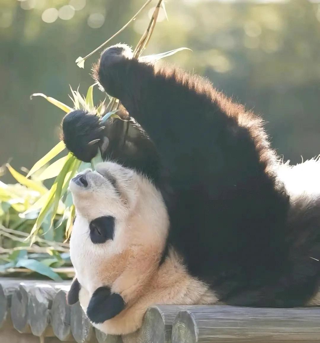 心向暖阳沐光前行☀
曾经的福猪猪治愈了很多人
现在也依旧是无数人的心上熊
孩子长
