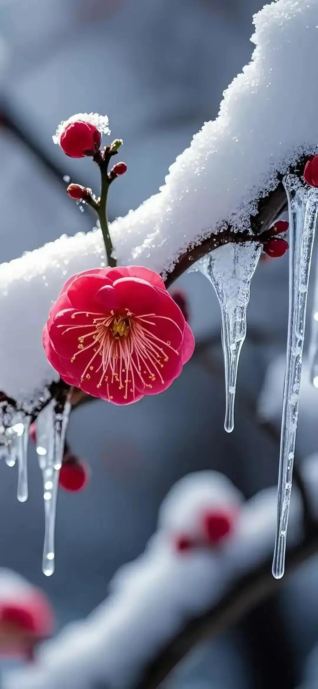 上联：？？？
下联：一缕芬芳伴雪飘。