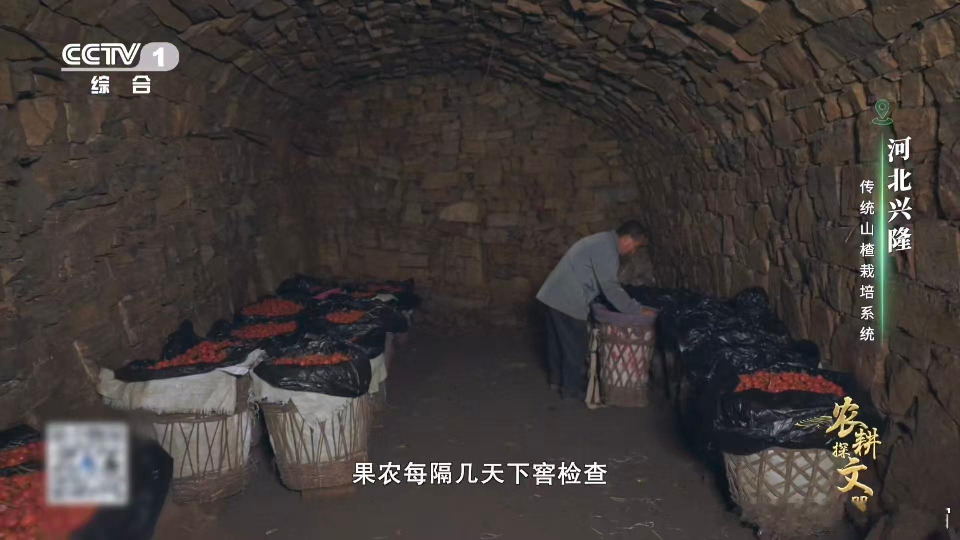 山楂变甜前要闭关数月窖藏让山楂开启 “甜蜜蜕变”！呼吸变慢促进淀粉转化，酸涩感褪