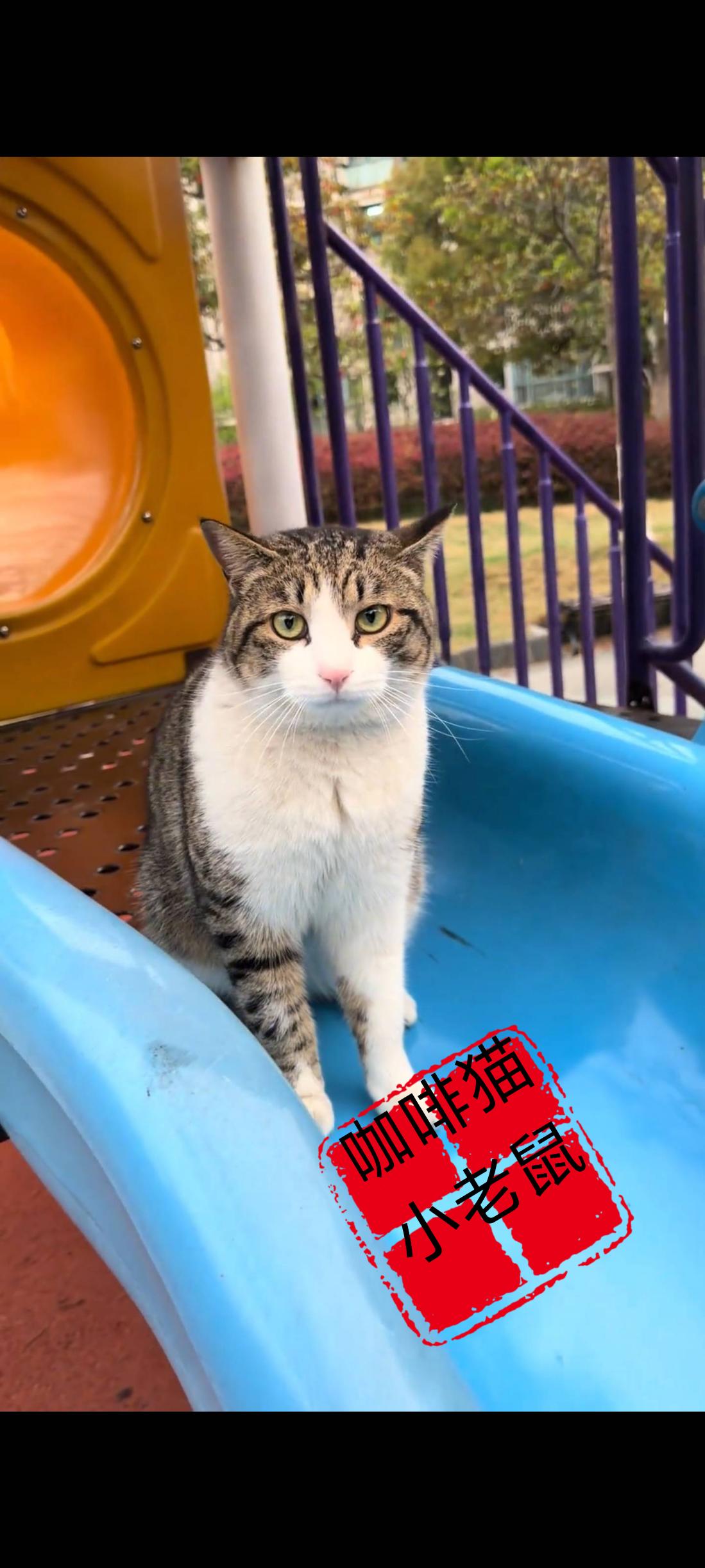 不知道是什么原因，这只楚楚可怜、乖巧懂事的猫咪竟然被自己的主人给遗弃在了小区里的