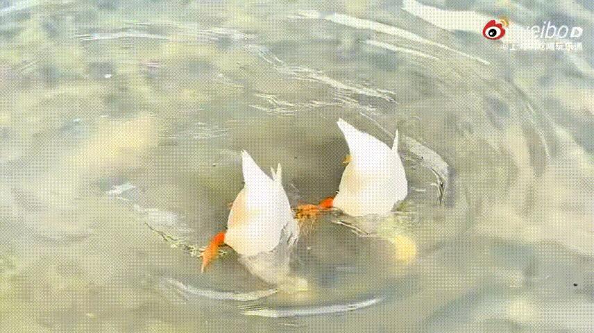 没有一只鸭子逃得过上海春天 春暖还没完全铺满上海，鸭子却已尽情享受春日，在水面自