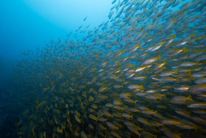 #李现水下摄影梦回河神# 李现投入水下摄影的海洋，那瞬间仿佛是河神的遨游，令人心