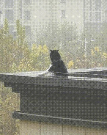 图一：一大早二哈就来巡逻视自己的地盘了，看来这也是一只有梦想的二哈。
图二：相亲