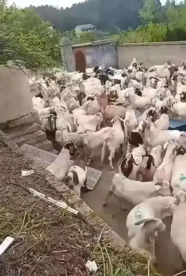 贵州铜仁的顾永生听熟人刘某明一句“拉回老家放养半年能翻倍”后，把543只河南饲料