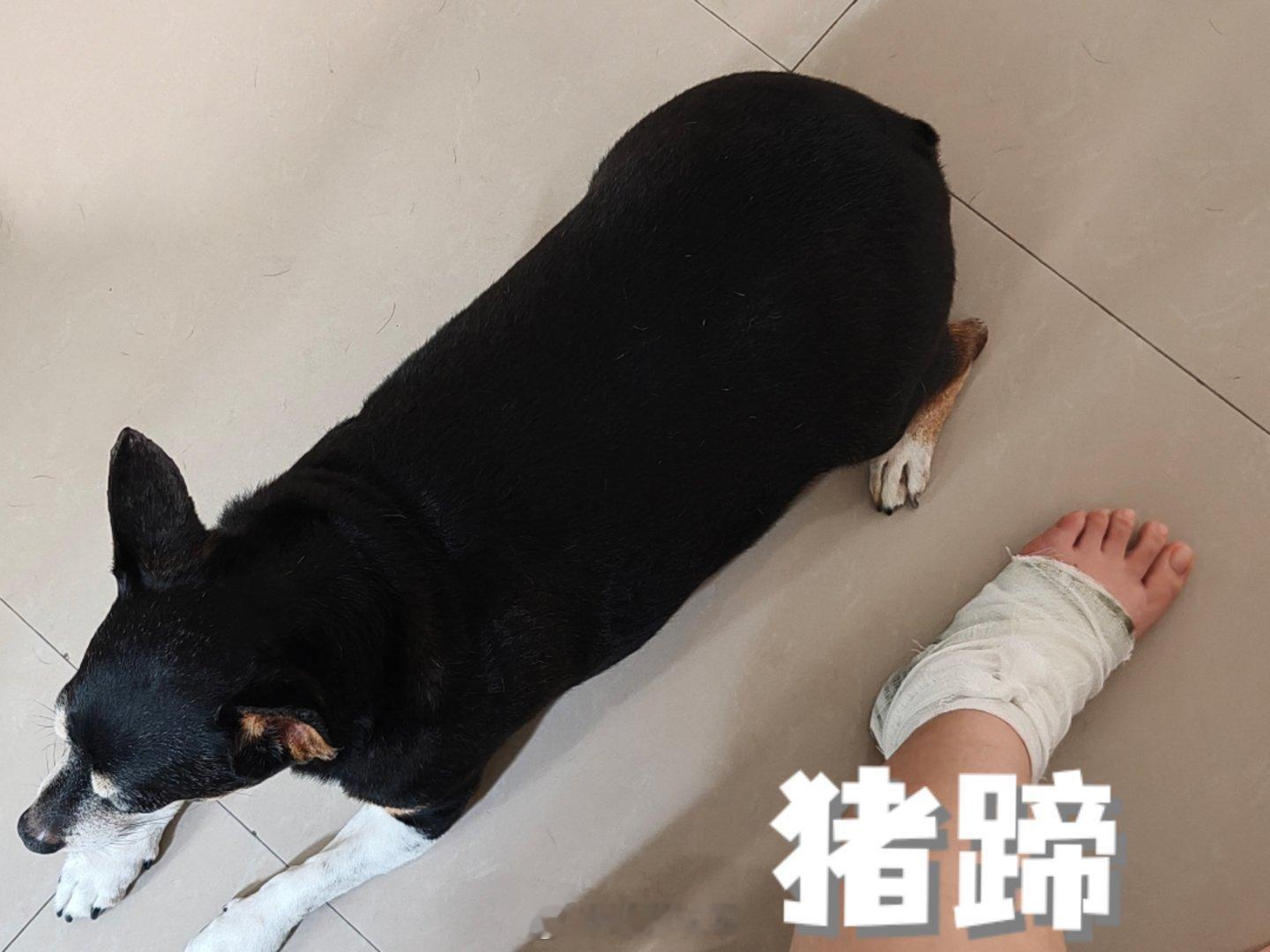 老狗8岁的时候做了个手术，可能年纪大了当时做手术的左后腿一到变天就一瘸一拐的，昨