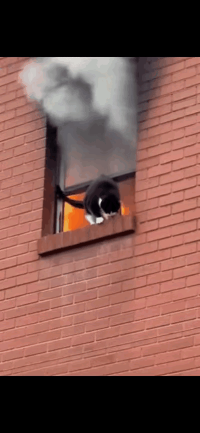 我的妈呀！这房子着火冒黑烟，屋里的小猫可急坏了。
火越烧越大，猫妈妈叼着自己的小