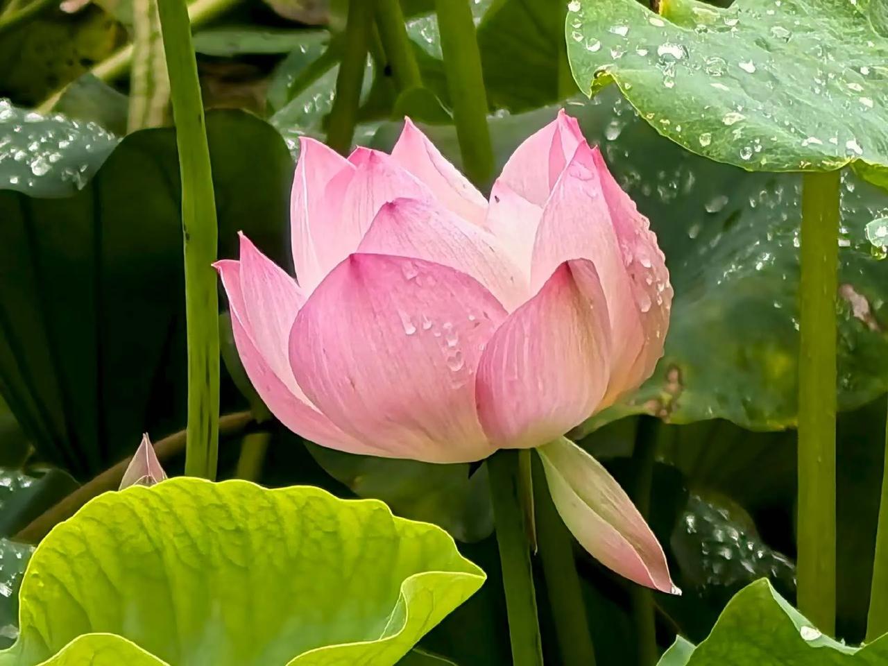 碧池荷蕊次第舒，
粉瓣凝香，
清风拂过亭亭生韵。