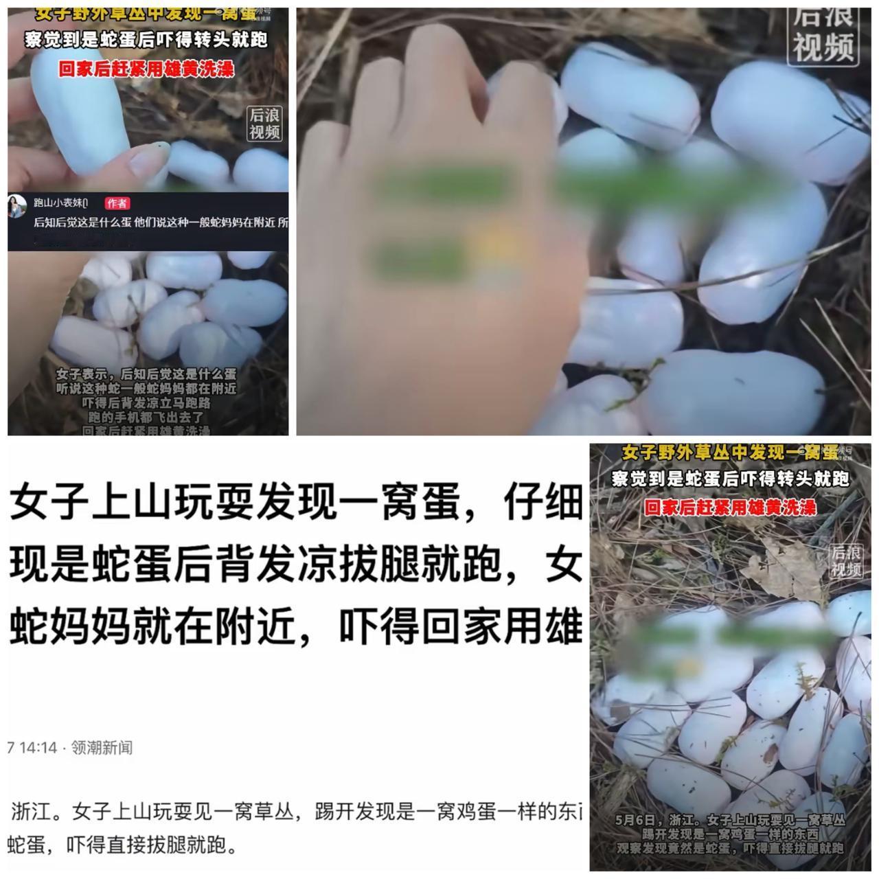 山上的野蛋也敢碰？5月7日领潮新闻报道，浙江一女子到户外爬山，意外发现一窝鸡蛋一