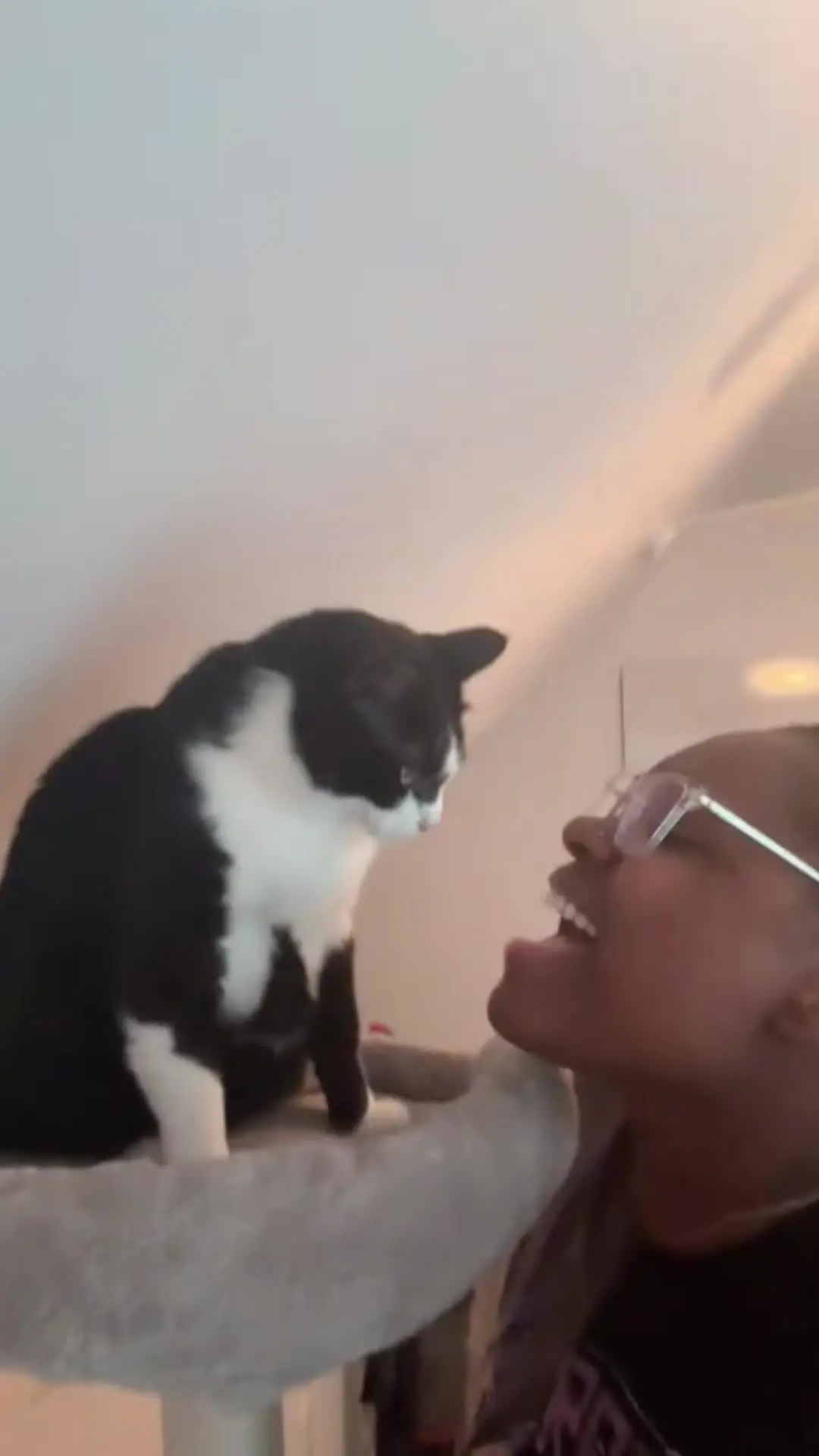 猫：唱的很好，下次别唱了