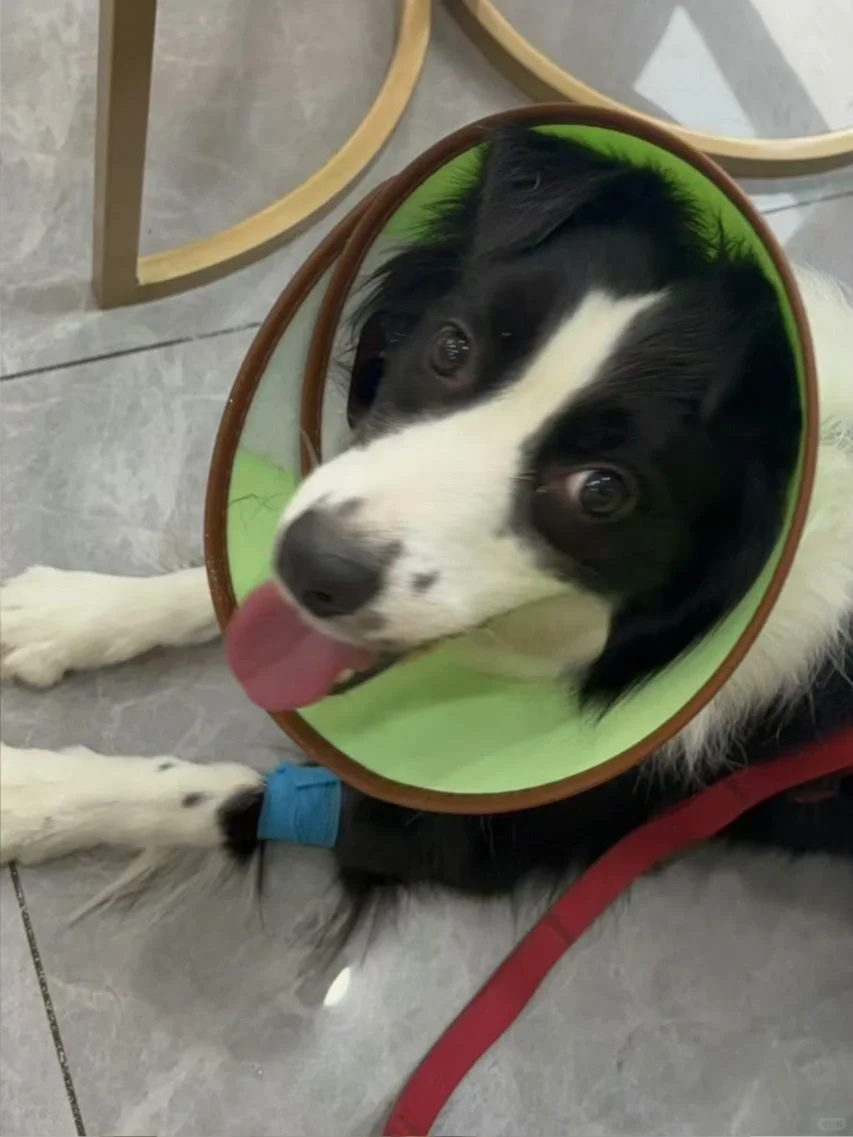 边牧关节养护指南 | 预防大于治疗