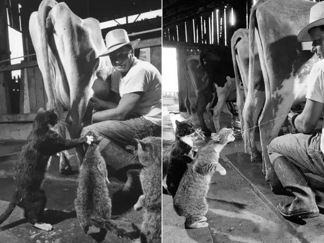 太有趣了，猫咪排队喝奶的滑稽模样，这里是美国加州的一家奶牛场，拍摄于1958年。