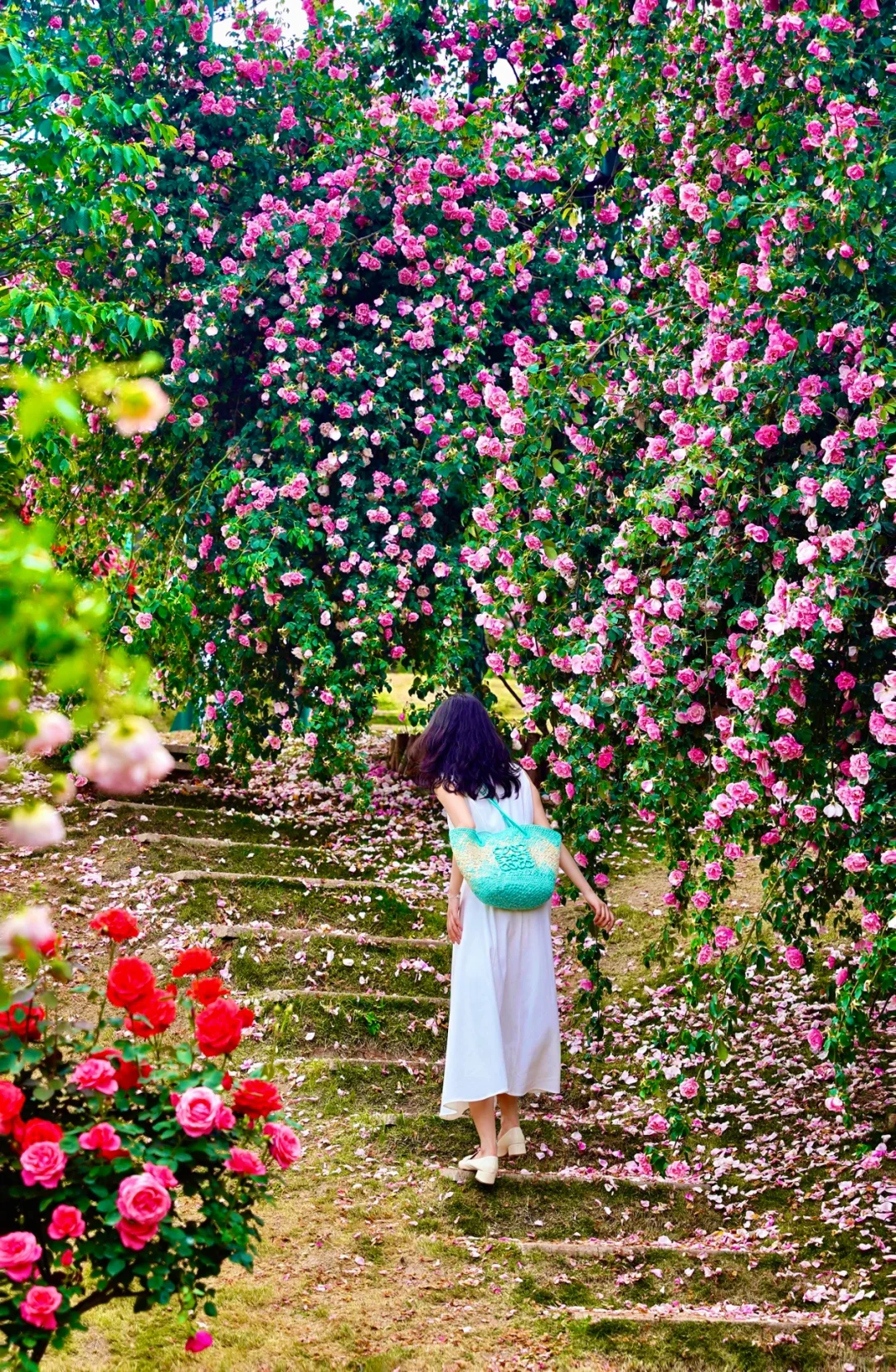 接下来的成都 是这样的……（附📍和花期）