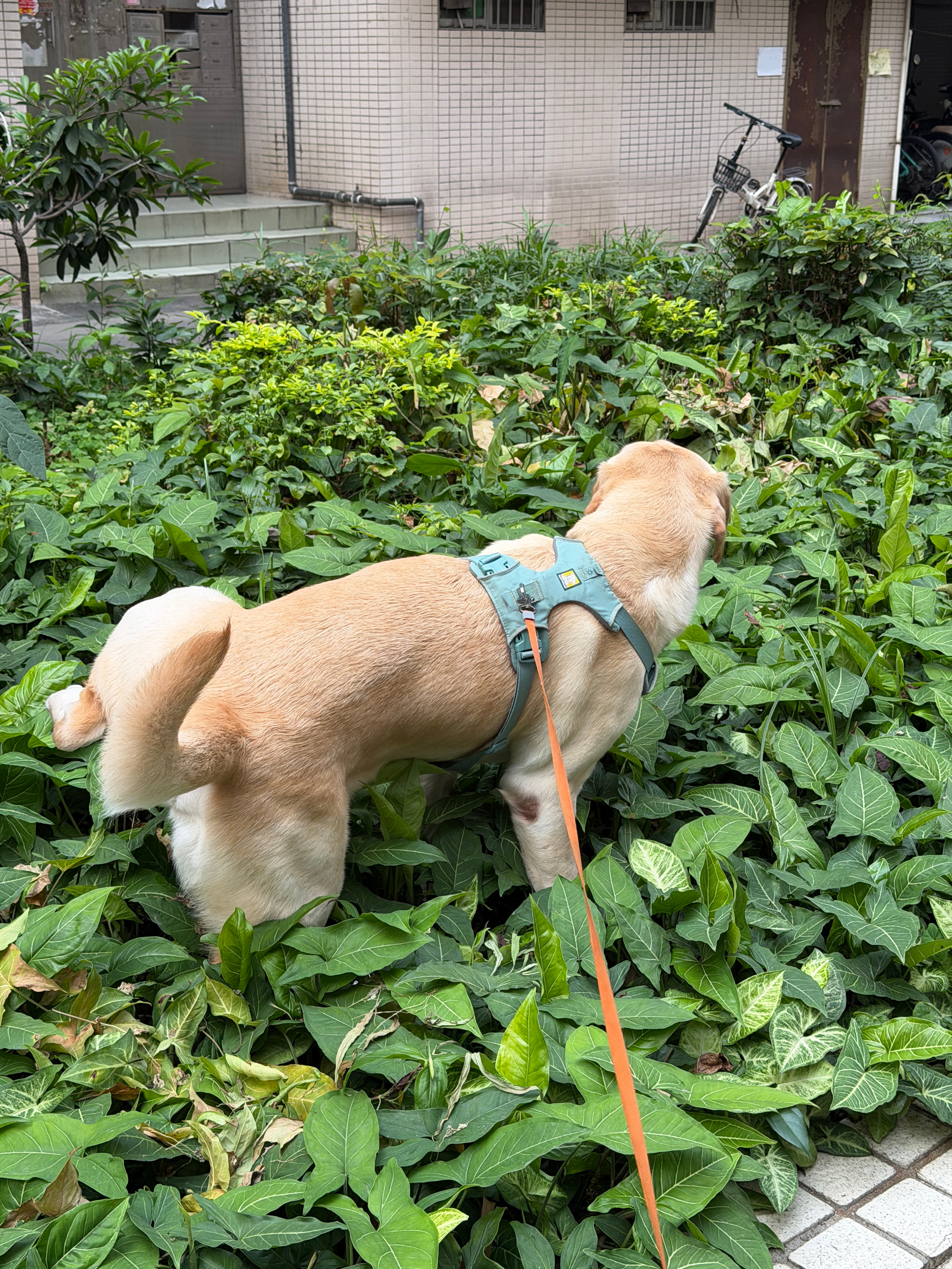 好久没溜狗爷了今天跟我下楼很兴奋嘘嘘了四泡恩恩了三泡依旧很喜欢在草地里解决天气也