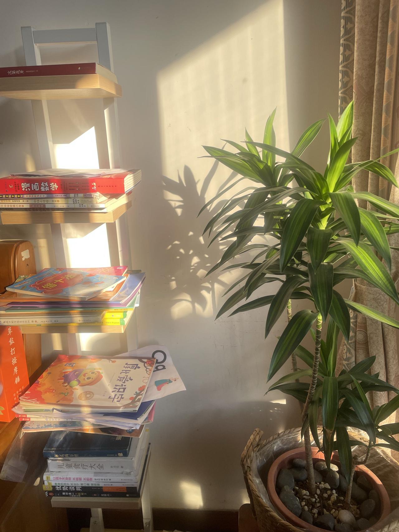 冬天的早晨，
最开心的事儿，就是阳光走进屋里，
这种感觉非常奇妙，阳光像金子撒遍