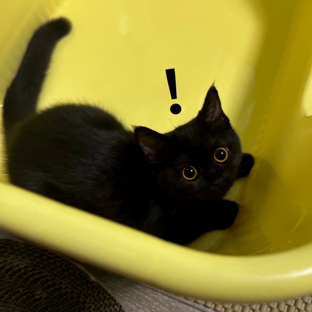 一位公主从她的12平厕所里醒来了